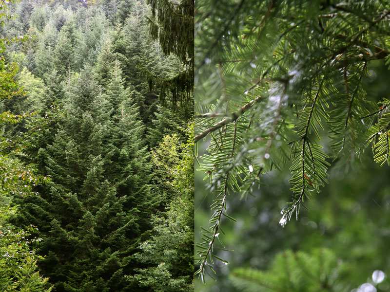 Huile Essentielle Sapin Géant (Abies Grandis) Bio Oshadhi - 10 Ml, Neuf