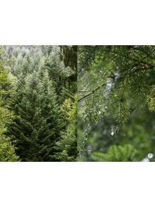 abies alba sapin pectiné